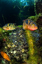 Pair of Mayan cichlids (Cichlasoma urophthalmus) guard their fry in a shallow cenote pool, beneath the forest canopy. Puerto Aventuras, Quintana Roo, Mexico.