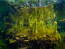 Fish (Poecilia) swimming through plants in a typical scene from a freshwater cenote or sinkhole. Cancun, Yucatan, Mexico.
