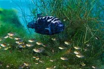 Jack Dempsey cichlid (Rocio octofasciata) guarding its young, while they shelter in aquatic vegetation in Cenote pool. Cichlids are notable amongst fish for their high level of parental care. Puerto A...