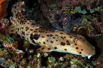 Indonesian speckled carpetshark (Hemiscyllium freycineti) walks across the seabed under the cover of darkness. Rather than swim, this species of epaulette shark walks on its pectoral and pelvic fins....