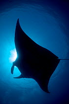 RF- Silhouette of Reef manta (Manta alfredi) Misool, Raja Ampat, West Papua, Indonesia. Ceram Sea, Tropical West Pacific Ocean. (This image may be licensed either as rights managed or royalty free.)