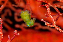 Tiny, nocturnal, undescribed species of pygmy squid (Idiosepius) swimming between the branches of a seafan. Misool, Raja Ampat, West Papua, Indonesia. Ceram Sea, Tropical West Pacific Ocean.