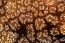 The skin of a Tassled wobbegong shark (Eucrossorhinus dasypogon), showing the rough placoid scales, commonly called denticles. These scales have the same structure as the shark's teeth and are as roug...