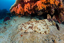 Tassled wobbegong shark (Eucrossorhinus dasypogon) resting under coral, covered in orange soft corals.  Dampier Strait, Raja Ampat, West Papua, Indonesia. Tropical West Pacific Ocean.