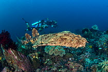 Divers watch a Tassled wobbegong shark (Eucrossorhinus dasypogon) as it swims over Coral reef. Raja Ampat, West Papua, Indonesia. Tropical West Pacific Ocean.