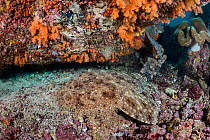 Tassled wobbegong shark (Eucrossorhinus dasypogon) resting under Coral head, covered in orange soft corals. Dampier Strait, Raja Ampat, West Papua, Indonesia. Tropical West Pacific Ocean