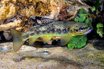 Macrostigma trout (Salmo trutta macrostigma) swimming in mountain stream. The Sardinian macrostigma trout is noted for being a very pure lineage with little interbreeding with regular brown trout. Riv...
