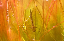Mosquito larva (Culicidae) in a shallow pool filled with vegetation. Giara GiarDi Gesturi National Park, Sardinia, Italy.