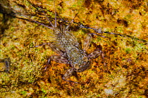 Mayfly larvae (Ephemeroptera) crawls across a granite bolder on the bed of a river. River Flumendosa, Gennargentu National Park, Sardinia, Italy.