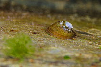 Freshwater limpet (Ancylus fluviatilis) in a river. This species actually is more closely related to horned snails than marine limpets and can breath air. River Flumendosa, Gennargentu National Park,...