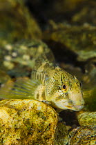 Portrait of Male freshwater blenny (Salaria fluviatilis) living on the bed of a mountain river at an altitude 700m in spring. River Flumendosa, Gennargentu National Park, Sardinia, Italy.