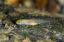 Juvenile Sardinian brook salamander (Euproctus platycephalus) with gills, in a shallow stream. San Vito, Sardinia, Italy. Endemic to Sardinia, endangered species.