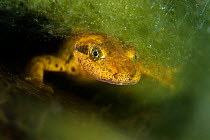 Portrait of a Sardinian brook salamander (Euproctus platycephalus) in a shallow stream. San Vito, Sardinia, Italy. Endemic to Sardinia, endangered species.