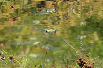 Female Mosquito fish (Gambusia affinis) swimming above weeds, below the surface of Lago Baratz, Sardinia, Italy. This species is originally from the Americas, but has been introduced into many countri...