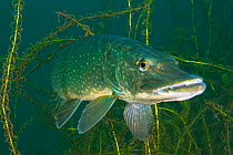Pike (Esox lucius) lurking in weeds. Stoney Cove Lake, Leicestershire, England, UK.