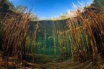 View of sky from underwater with Sunfish (Lepomis) swimming through reeds. Rainbow River, Florida, United States of America.