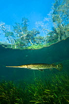 Longnose gar (Lepisosteus osseus) swimming near aquatic plants in Rainbow River, Florida, USA.