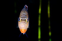 Portrait of a spotted sunfish (Lepomis punctatus) in front of reeds in a river. Rainbow River, Florida, United States of America.