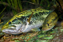 Pair of largemouth bass (Micropterus salmoides) spawning. The female (the smaller fish) has just released her eggs, which are visible on the riverbed, while the male (the larger fish) has turned on hi...