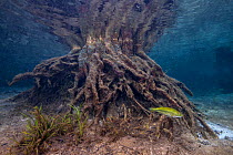 Male largemouth bass (Micropterus salmoides) guards his fry (too small to be visible) as they shelter amongst the roots of a tree submerged in a river. Rainbow River, Florida, United States of America...