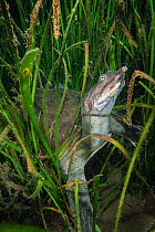 Florida softshell turtle (Apalone ferox) in plants at the bottom of a river. Rainbow River, Florida, United States of America.