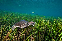 Florida softshell turtle (Apalone ferox) swimming over plants at the bottom of a river. Rainbow River, Florida, United States of America.