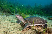 Florida softshell turtle (Apalone ferox) rests on the bed of a river. Rainbow River, Florida, United States of America.