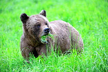 Grizzly bear (Ursus arctos horribilis) female feeding on Lyngby's sedges (Carex lyngbyei) her most important food source with high crude protein content in spring, Khutzeymateen Grizzly Bear Sanctuary...