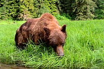 Grizzly male (Ursus arctos horribilis) feeding on Lyngby's sedges (Carex lyngbyei) his most important food source with high crude protein content in spring, Khutzeymateen Grizzly Bear Sanctuary, Briti...