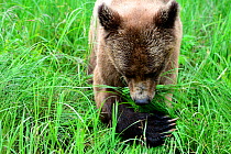 Grizzly bear (Ursus arctos horribilis) feeding on Lyngby's sedges (Carex lyngbyei) her most important food source with high crude protein content in spring, Khutzeymateen Grizzly Bear Sanctuary, Briti...