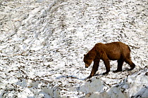 Grizzli bear (Ursus arctos horribilis) walking on a neve (granular compacted) snow, on a hot sunny spring day , Khutzeymateen Grizzly Bear Sanctuary, British Columbia, Canada, June.