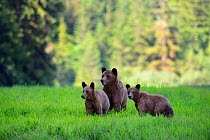 Female Grizzly bear and her two cubs (Ursus arctos horribilis) in sedge grass, Khutzeymateen Grizzly Bear Sanctuary, British Columbia, Canada, June.