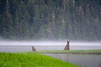 On a misty morning, female Grizzly bear (Ursus arctos horribilis) standing up in alert and looking around with her cubs for danger, while feeding on sedges, Khutzeymateen Grizzly Bear Sanctuary, Briti...