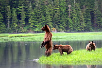 Grizzly bear (Ursus arctos horribilis) female and her two cubs watching warily across the water, toward the opposite bank where they would like to swim, Khutzeymateen Grizzly Bear Sanctuary, British C...