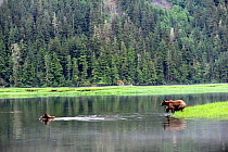 Female grizly bear (Ursus arctos horribilis) crossing water, followed by her two cubs, Khutzeymateen Grizzly Bear Sanctuary, British Columbia, Canada, June.