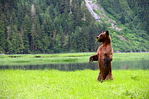 Female Grizzly bear (Ursus arctos horribilis) standing up in alert and looking around, while feeding on sedge, Khutzeymateen Grizzly Bear Sanctuary, British Columbia, Canada, June.