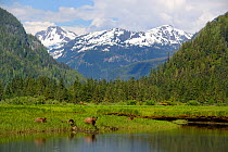 Scenic view of Grizzly bears (Ursus arctos horribilis) with mountains of the Kitimat range, Khutzeymateen Grizzly Bear Sanctuary, British Columbia, Canada, June 2013.