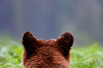 Back of head of a Grizzly bear (Ursus arctos horribilis) Khutzeymateen Grizzly Bear Sanctuary, British Columbia, Canada, June.