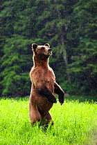 Female Grizzly bear (Ursus arctos horribilis) standing up in alert and looking around under the rain, Khutzeymateen Grizzly Bear Sanctuary, British Columbia, Canada, June.