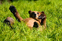 Grizzly bear cub (Ursus arctos horribilis) resting in the sedges, Khutzeymateen Grizzly Bear Sanctuary, British Columbia, Canada, June.