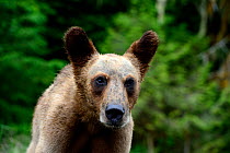 Head portrait of a Grizzly bear cub (Ursus arctos horribilis) with ears pricked up, Khutzeymateen Grizzly Bear Sanctuary, British Columbia, Canada, June.
