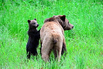 Female Grizzly bear and her spring cub (Ursus arctos horribilis) Khutzeymateen Grizzly Bear Sanctuary, British Columbia, Canada, June.