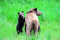 Female Grizzly bear and her spring cub (Ursus arctos horribilis) Khutzeymateen Grizzly Bear Sanctuary, British Columbia, Canada, June.