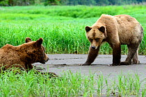Male and female Grizzly bear courtship (Ursus arctos horribilis) Khutzeymateen Grizzly Bear Sanctuary, British Columbia, Canada, June.