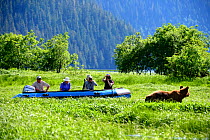 Tourists watching and photographing Grizzly bear (Ursus arctos horribilis) from a zodiac boat, Khutzeymateen Grizzly Bear Sanctuary, British Columbia, Canada, June.