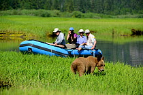 Tourists watching and photographing Grizzly bear (Ursus arctos horribilis) from a zodiac boat, Khutzeymateen Grizzly Bear Sanctuary, British Columbia, Canada, June 2013.