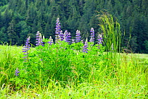 Nootka lupin (Lupinus nootkatensis) a favorite bear plant, Khutzeymateen Grizzly Bear Sanctuary, British Columbia, Canada, June.