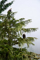 Bald eagles (Haliaeethus leucocephalus) perched in a Sitka spruce (Picea sitchensis) Khutzeymateen Grizzly Bear Sanctuary, British Columbia, Canada, June.