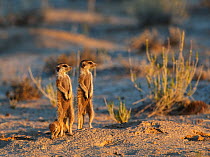 Meerkat (Suricata suricatta) two adullts with young emerging at sunrise Kgalagadi Transfrontier Park, South Africa January