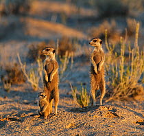 Meerkat (Suricata suricatta) two adullts with young emerging at sunrise, Kgalagadi Transfrontier Park, South Africa January